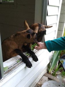 goats_May (4)