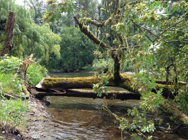 beaver tree knockdown