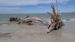 20160120_TreeBeach_Sarasota_FL (20)