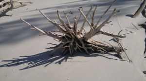 20160120_TreeBeach_Sarasota_FL (24)